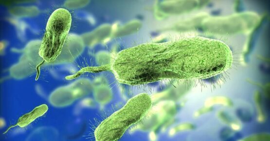 Vitamin B12 in Vegans