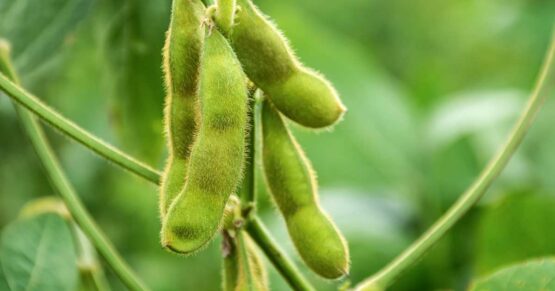 soy cultivation